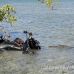 crocodile_american_jar_h_0640_cub1498.jpg